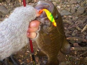 15" Smallmouth Bass