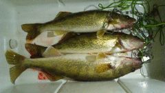 Walleye