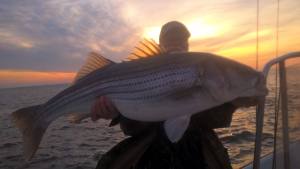 Sarges Bait and Tackle Chesapeake Bay Fishing Report