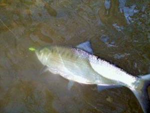 Sarges Bait and Tackle Chesapeake Bay Fishing Report - Shad