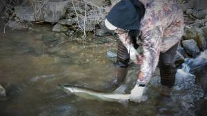 Sarges Bait and Tackle Chesapeake Bay Fishing Report