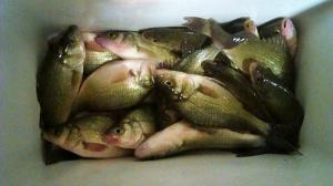 Sarge's Bait and Tackle Chesapeake Bay Fishing Report - Perch