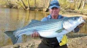 Sarge's Bait and Tackle Chesapeake Bay Fishing Report - Striper