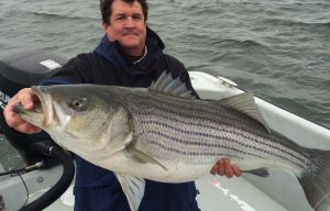 Sarge's Bait and Tackle Chesapeake Bay Fishing Report - Striper
