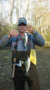 Sarge's Bait and Tackle Chesapeake Bay Fishing Report - Perch