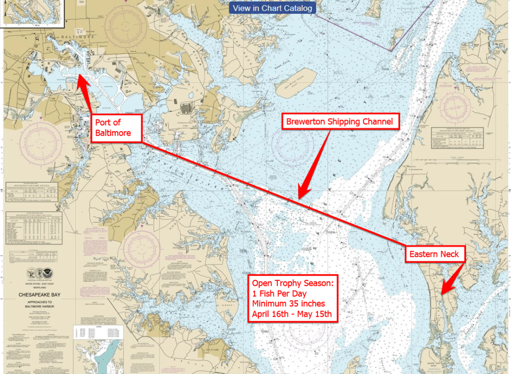 Sarge's Bait and Tackle Striper Trophy Season