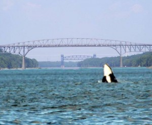 Sarges Bait and Tackle Chesapeake Bay Fishing Report - C&D Canal