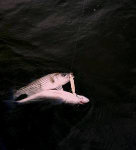 Sarges Bait and Tackle Chesapeake Bay Fishing Report - Striper