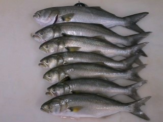BLUEFISH2