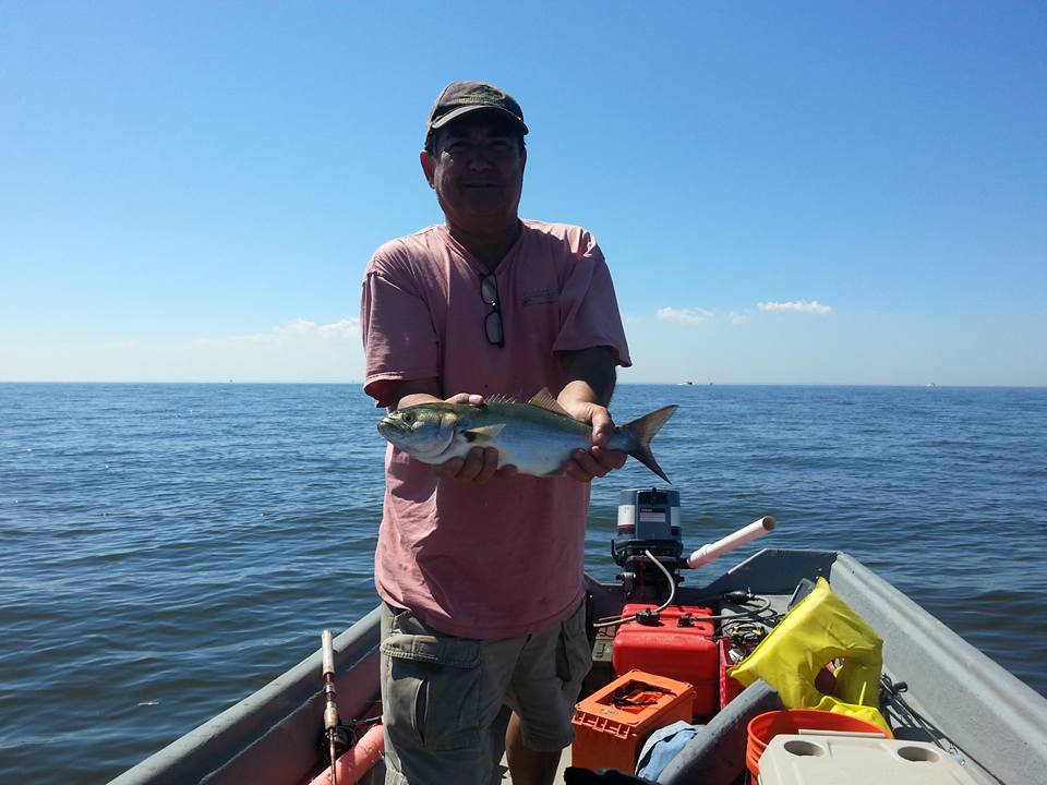 upper-bay-bluefish
