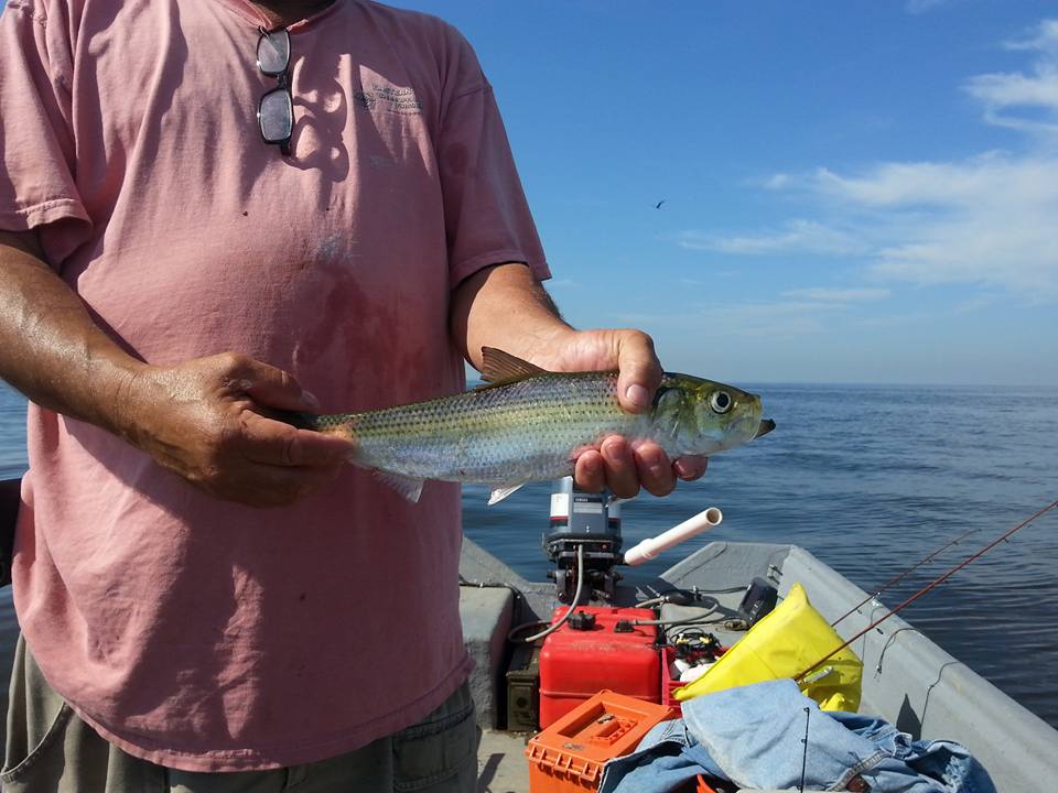 upper-bay-hickory-shad