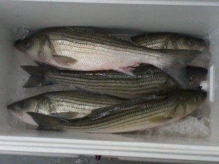 Worton Rockfish 2