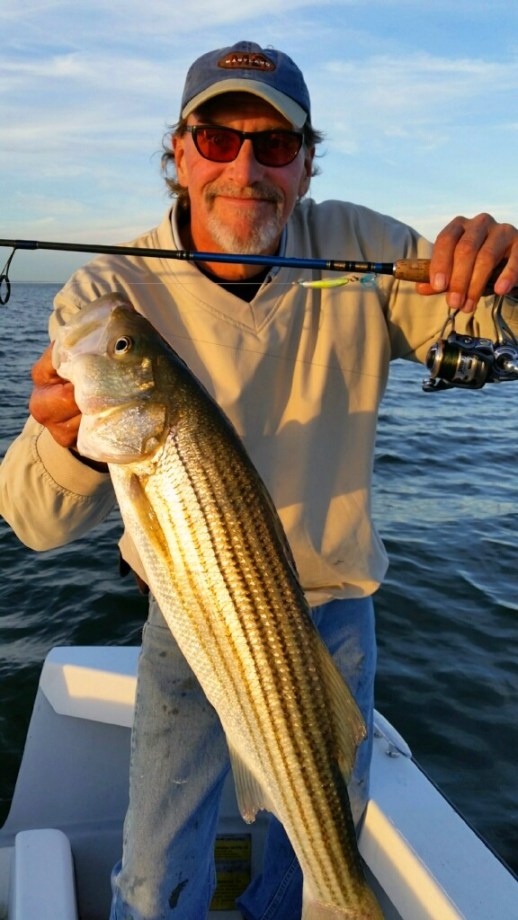 upper-bay-rockfish-1