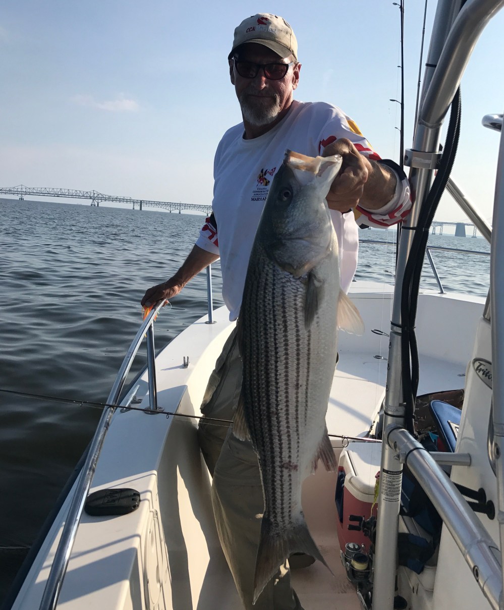 Mid Bay Rockfish 20