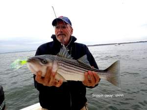 November Rockfish 24