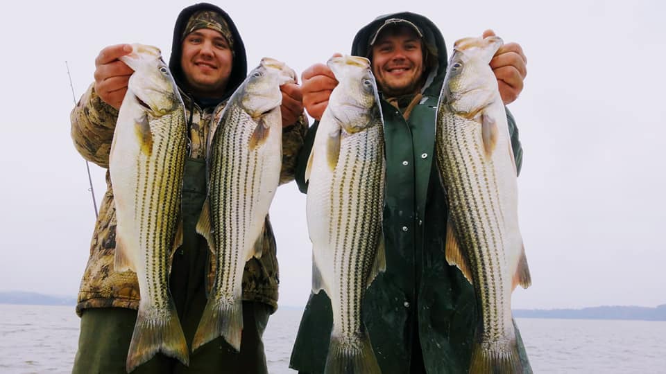 November Rockfish 28